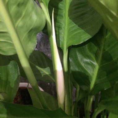 Spathiphyllum wallisii