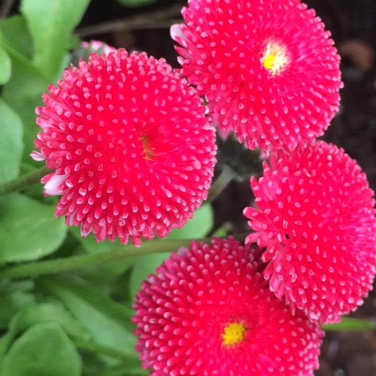 Plant image Bellis