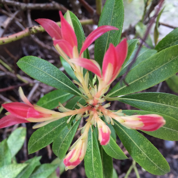 Plant image Pieris japonica 'Carnaval'