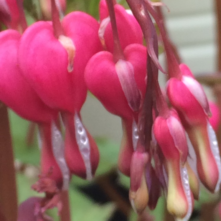 plant image 998905
