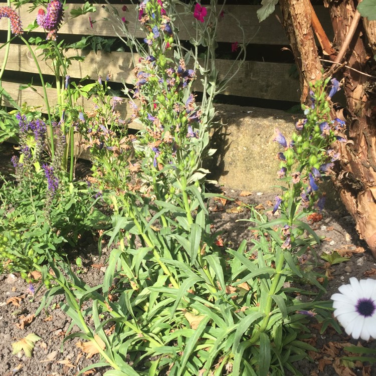 plant image 464108