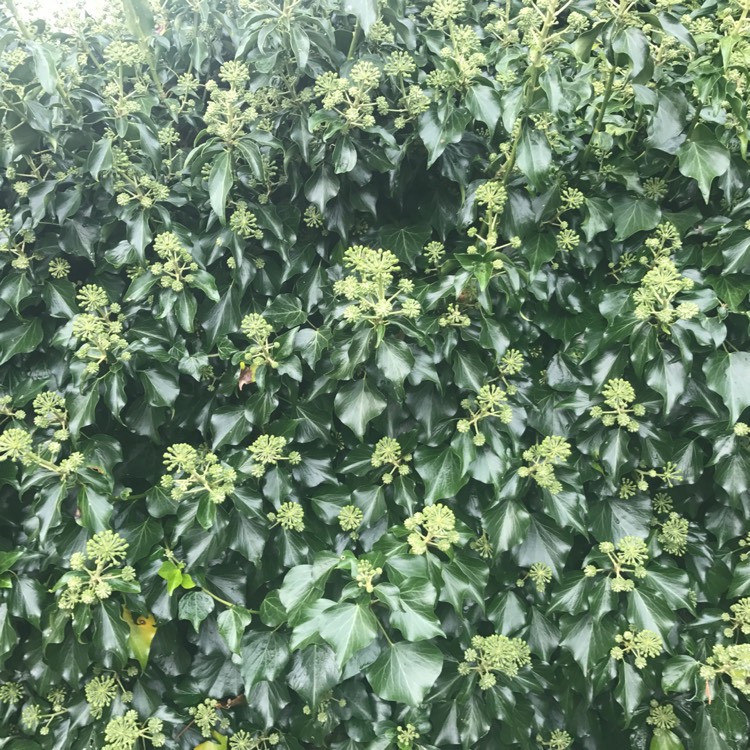 plant image 542555