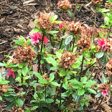 Louise's garden