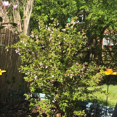 Louise's garden