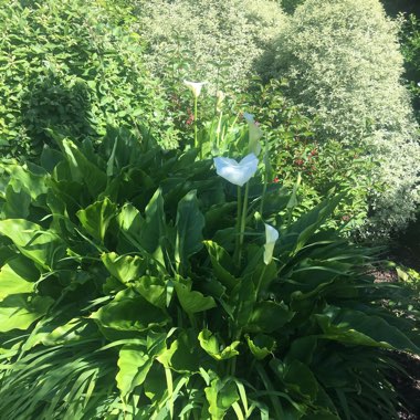 Louise's garden