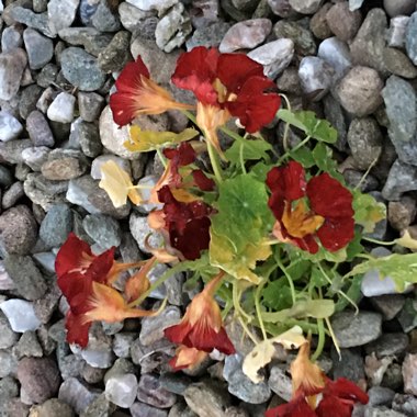 Nasturtium