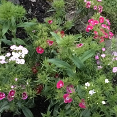 Sweet William 'Sweet™ Black Cherry' ('Sweet™' Series)