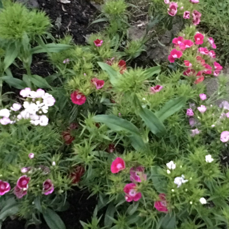 plant image 1098206