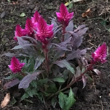 Louise's garden