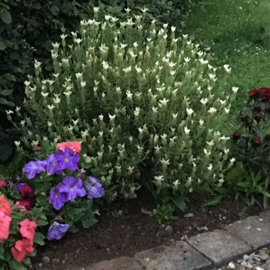 Louise's garden