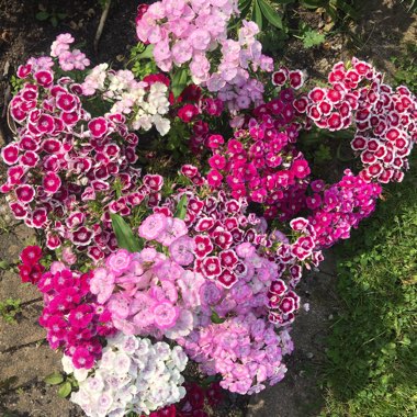 Louise's garden