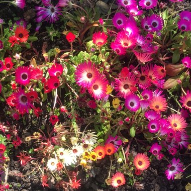 Louise's garden
