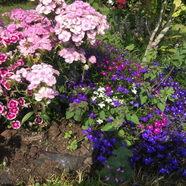 Louise's garden