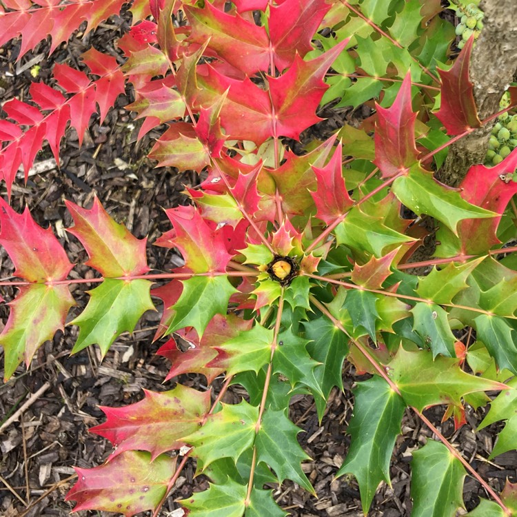 Plant image Mahonia japonica 'Bealei'
