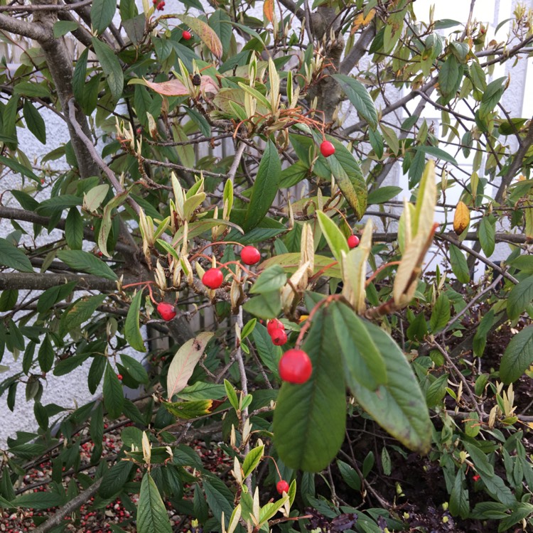Plant image Cotoneaster dammeri