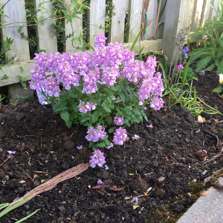 plant image 416165