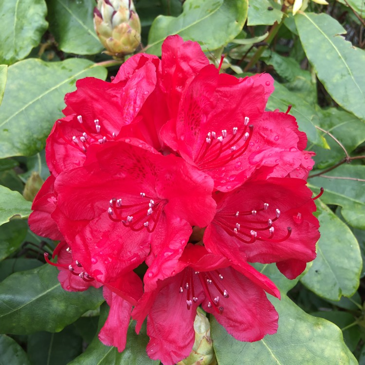 Plant image Rhododendron 'Cary Ann'