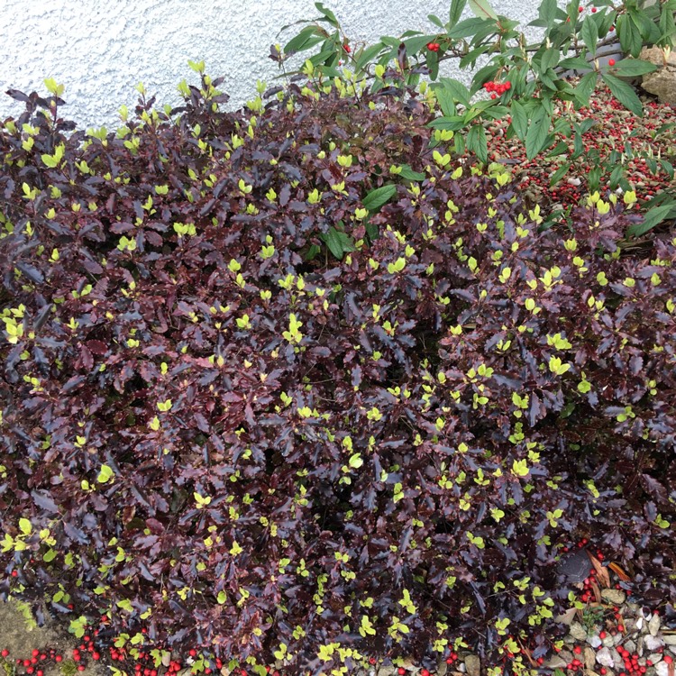 Plant image Pittosporum tenuifolium 'Tom Thumb'