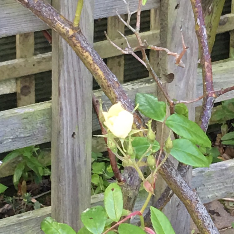 Plant image Rosa 'Wedding Day'