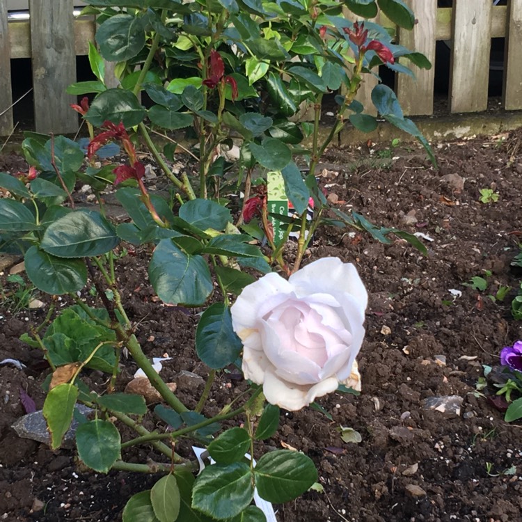 Plant image Rosa 'Sandhills Violet'