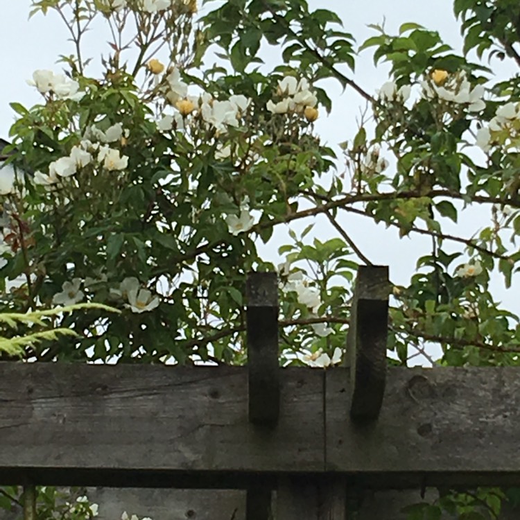 Plant image Rosa 'Wedding Day'