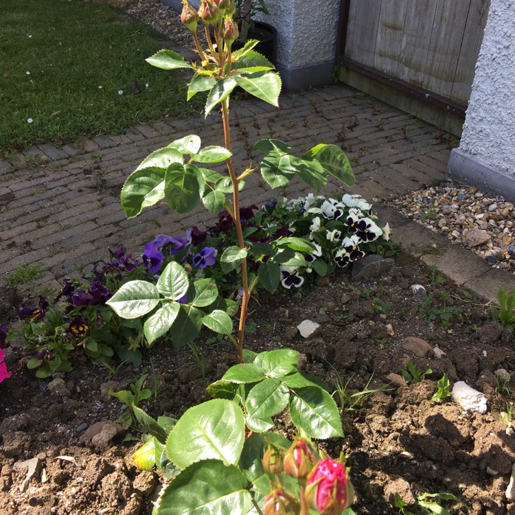 Plant image Rosa 'Mothers Love'