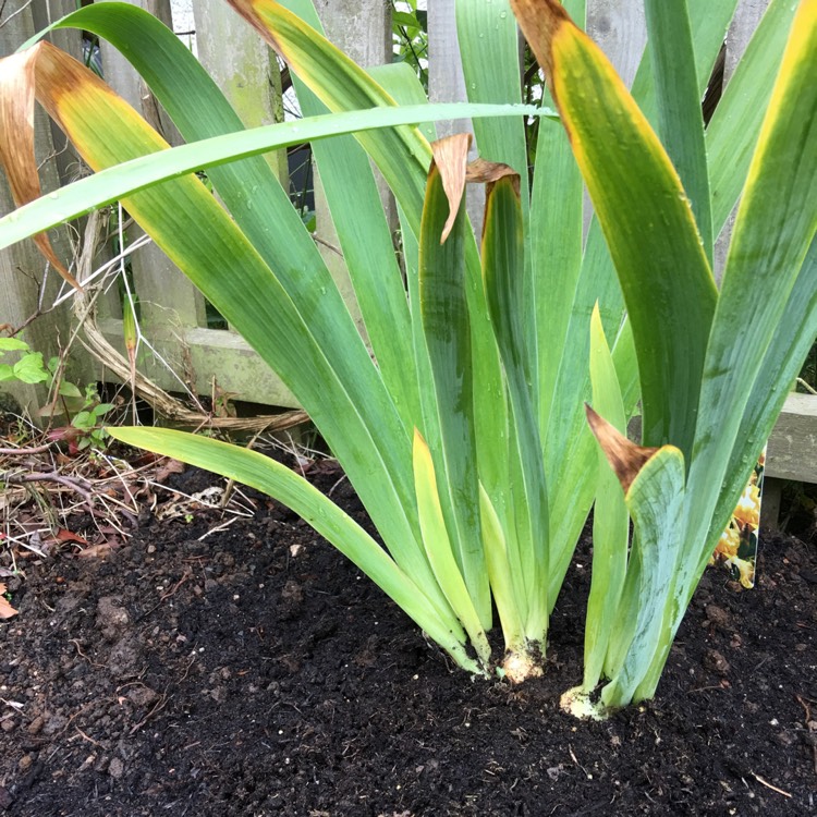 Plant image Iris x germanica 'Butterscotch Kiss'