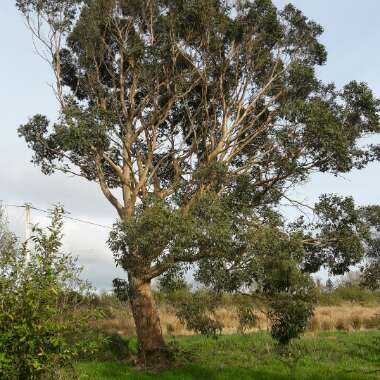 Gum Tree