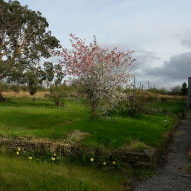 Lou's garden