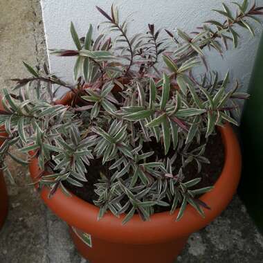 Shrubby Veronica 'Lady Ann'