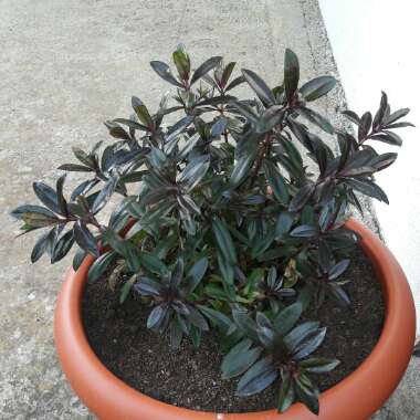 Shrubby Veronica