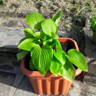 Plantain Lily 'Purple Heart'