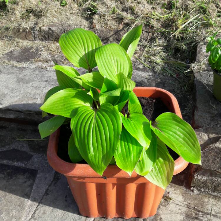 Plant image Hosta 'Purple Heart'