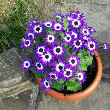 Florist's Cineraria 'Senetti Blue Bicolor'
