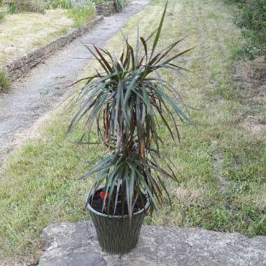 Madagascar Dragon Tree