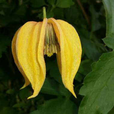 Clematis 'Bill MacKenzie'