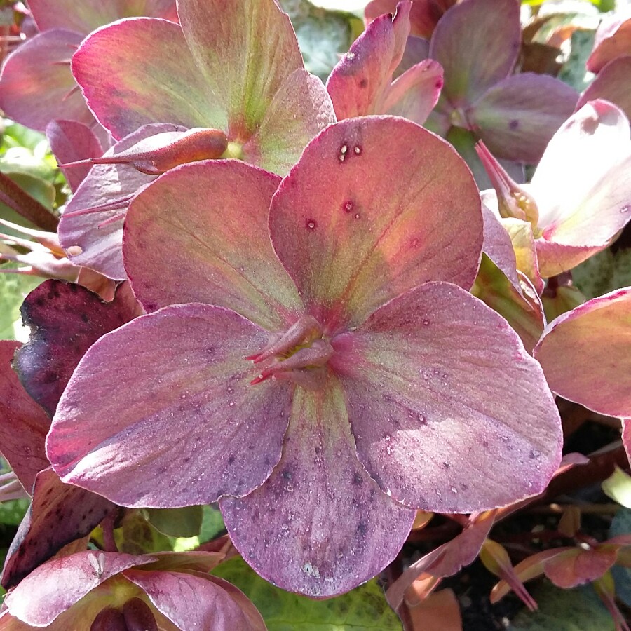 Hellebore (Species) Hybrid Hellebore