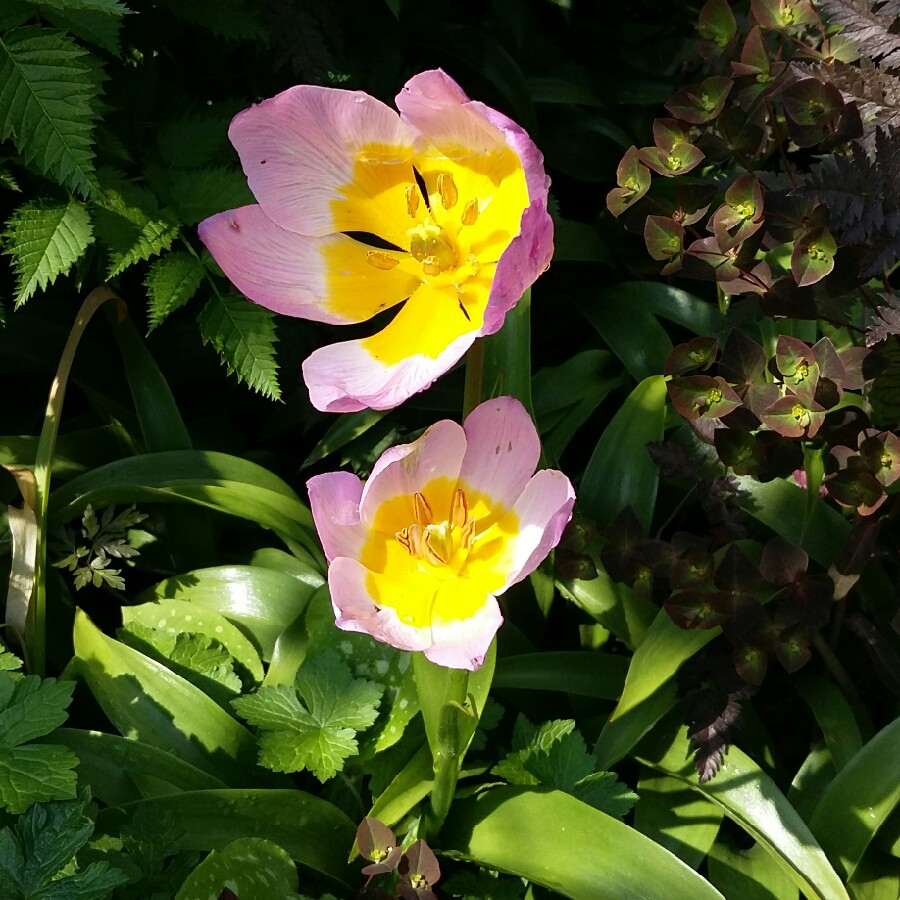 Tulip (Species) Candia Tulip (Bakeri Group) 'Lilac Wonder'