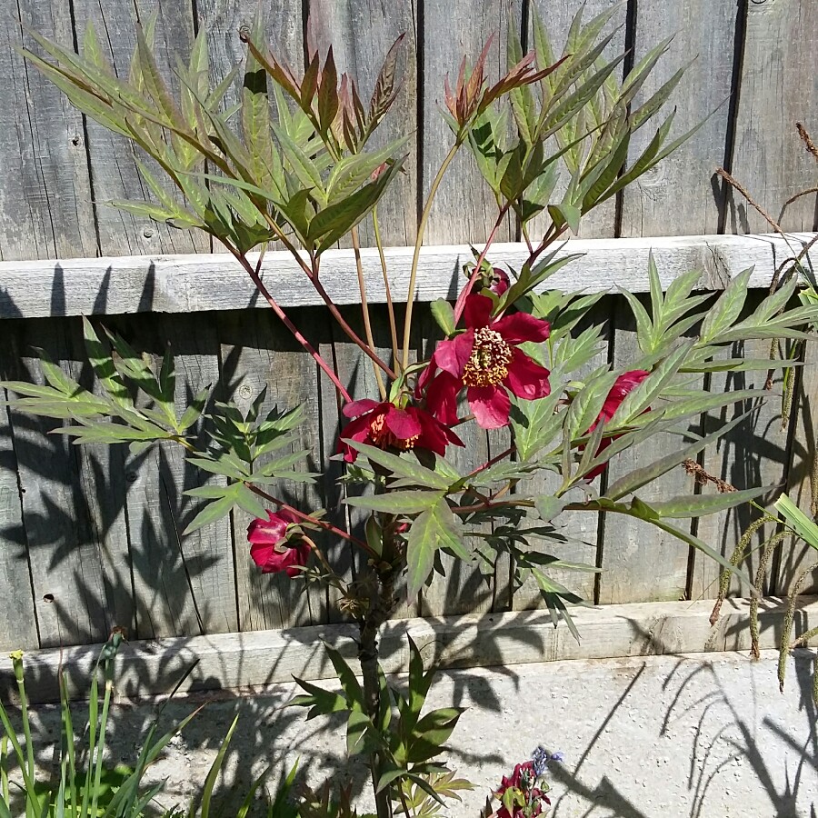 plant image 75236