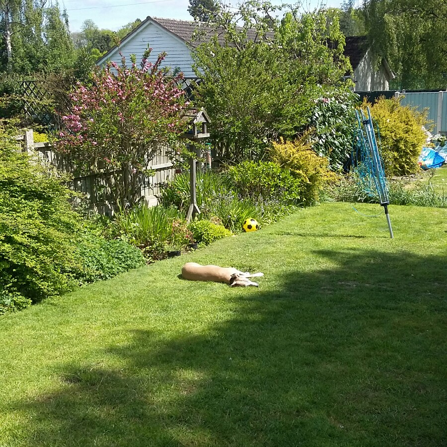 Kate's garden