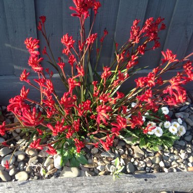 Anigozanthos