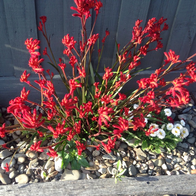 Plant image Anigozanthos