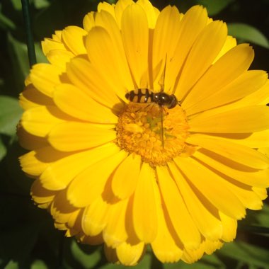 Calendula
