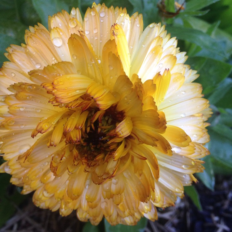 plant image 268291