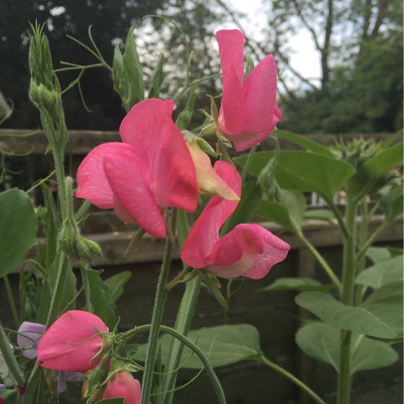 Louise's garden