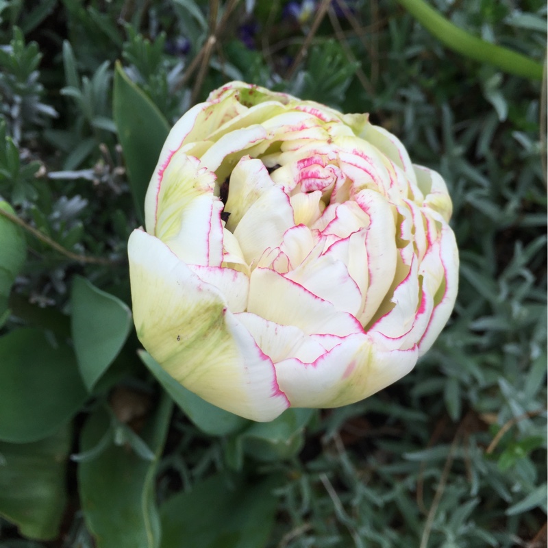 Plant image Tulipa 'Sweet Desire'