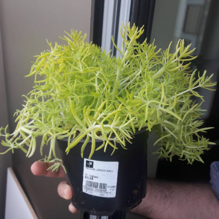 Plant image Sedum Reflexum 'Blue 'Cushion'