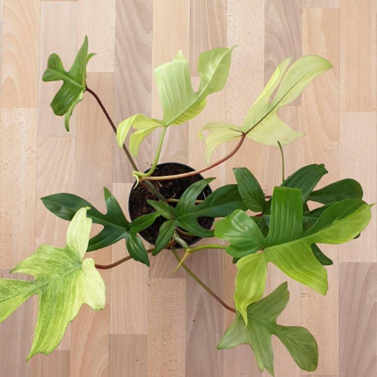 Plant image Philodendron 'Florida Ghost'