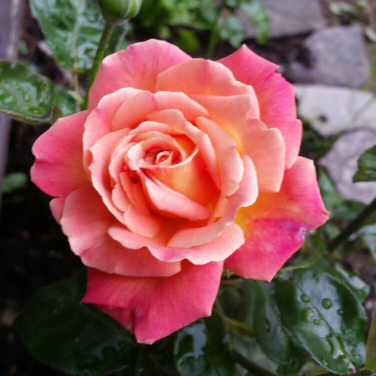 Plant image Rosa 'Chicago Peace'