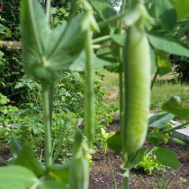 Darlene's garden